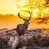 Fototapete Wald mit Hirsch M5719