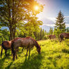 Wall mural meadow with horses M5727