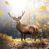 Fototapete Hirsch im Herbstlichen Wald M5731