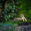 Fototapete Wald mit Tiger, Urwald M5732