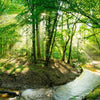 Fototapete Wald mit Bach bei Sonnenschein M5750