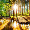 Wall Mural Forest with River in Spring M5753