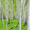 Papier peint Birch Forest Dense Arbustes M5832