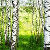 Papier peint Birch Forest Meadow Paysage M5834