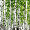 Papier peint Birch Forest Close Up Dense M5835