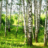 Papiers peints forêt de bouleaux prairie paysage buissons M5836