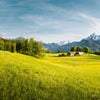 Wall mural Alps Meadow Mountains M6197
