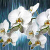 Papiers peints orchidées branche d'orchidée fleurs M6246