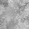 Wall mural trees branches gray M6310