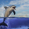 Wall mural jumping dolphin water M6474