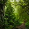 Wall mural Jungle Path Forest Path M6479