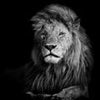 Wall mural lion black and white M6535