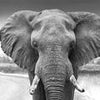Wall mural elephant black and white M6541
