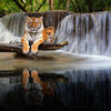 Fototapete liegender Tiger Wasserfall M6544