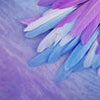 Poster XXL plumes bleu rose M6635