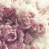 Fototapete Rose Vintage rosa M6764