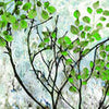 Papiers peints arbre feuilles vertes M6766