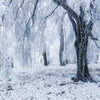 Papier peint Neige Forêt d'hiver M6817