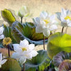 Wall mural painting flowers nature leaves M6851