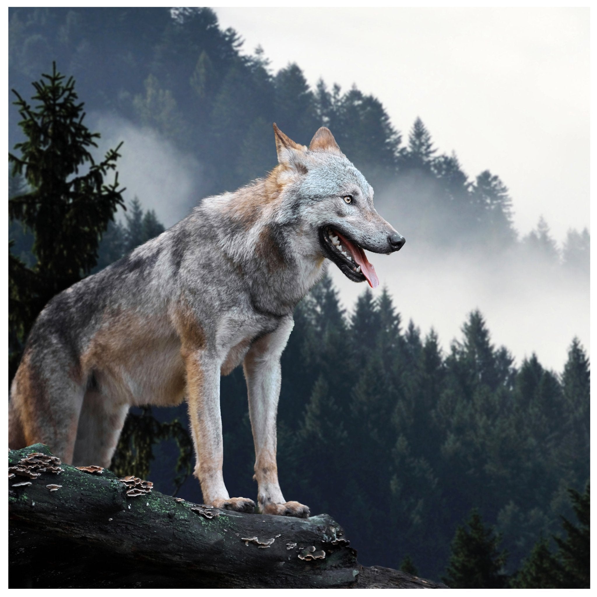 Quadratische Fototapete Wolf im Wald M0013 - Bild 11