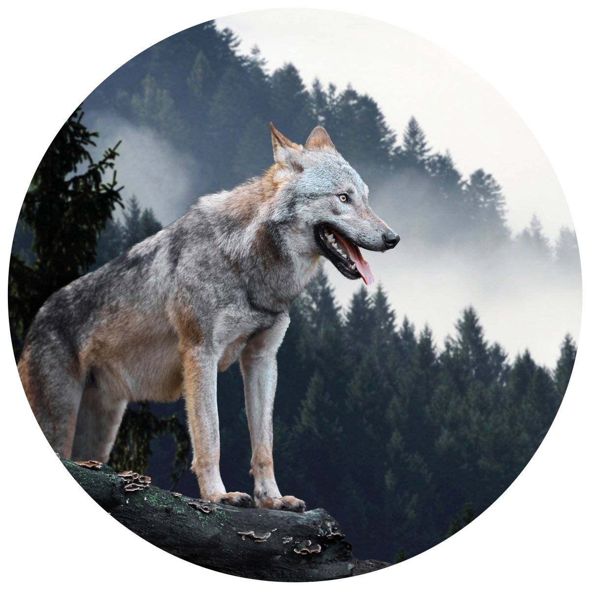 Runde Fototapete Wolf im Wald M0013 - Bild 11