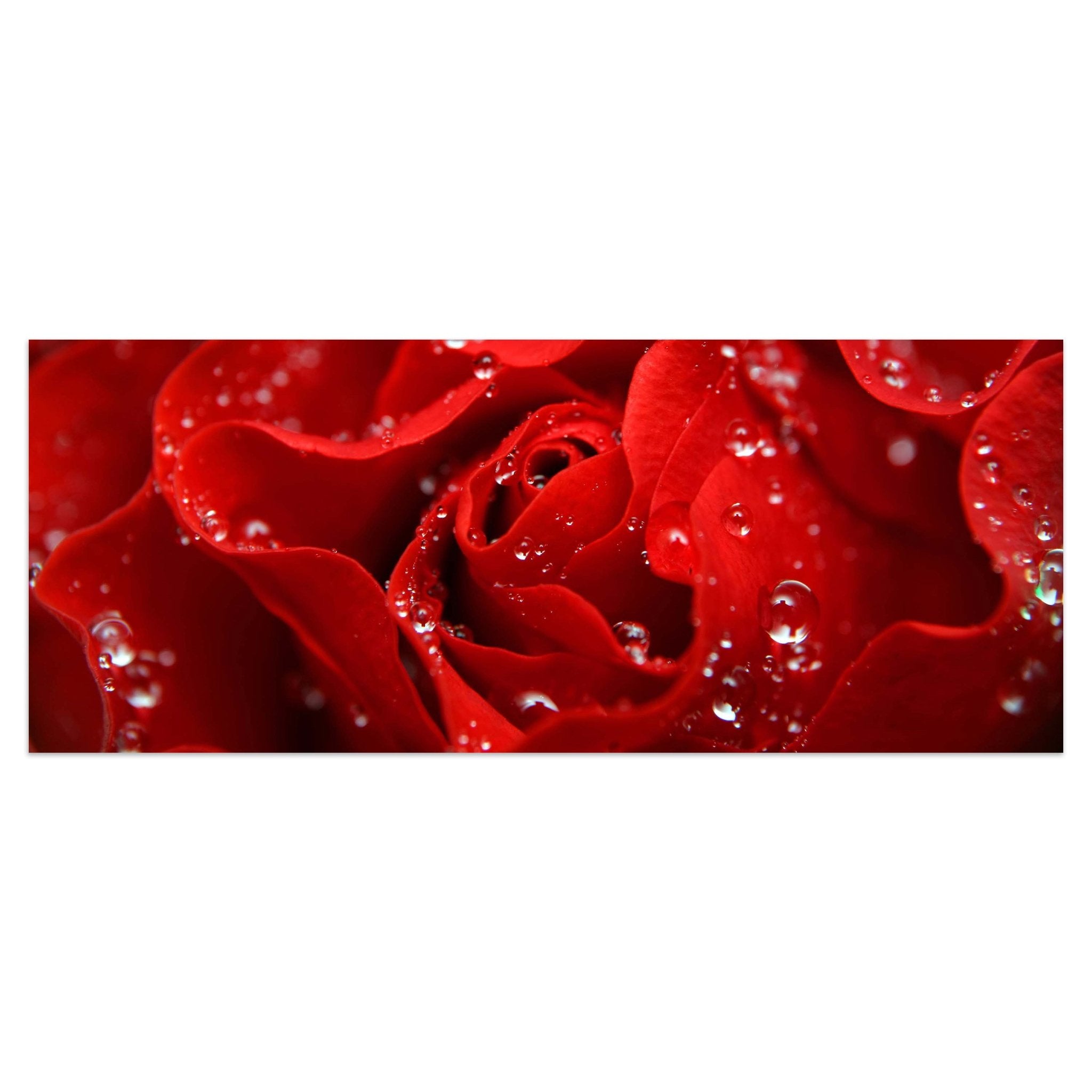 Leinwandbild Rosenblüte M0038 kaufen - Bild 1