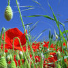 Crédence de cuisine Champ de coquelicots M0046