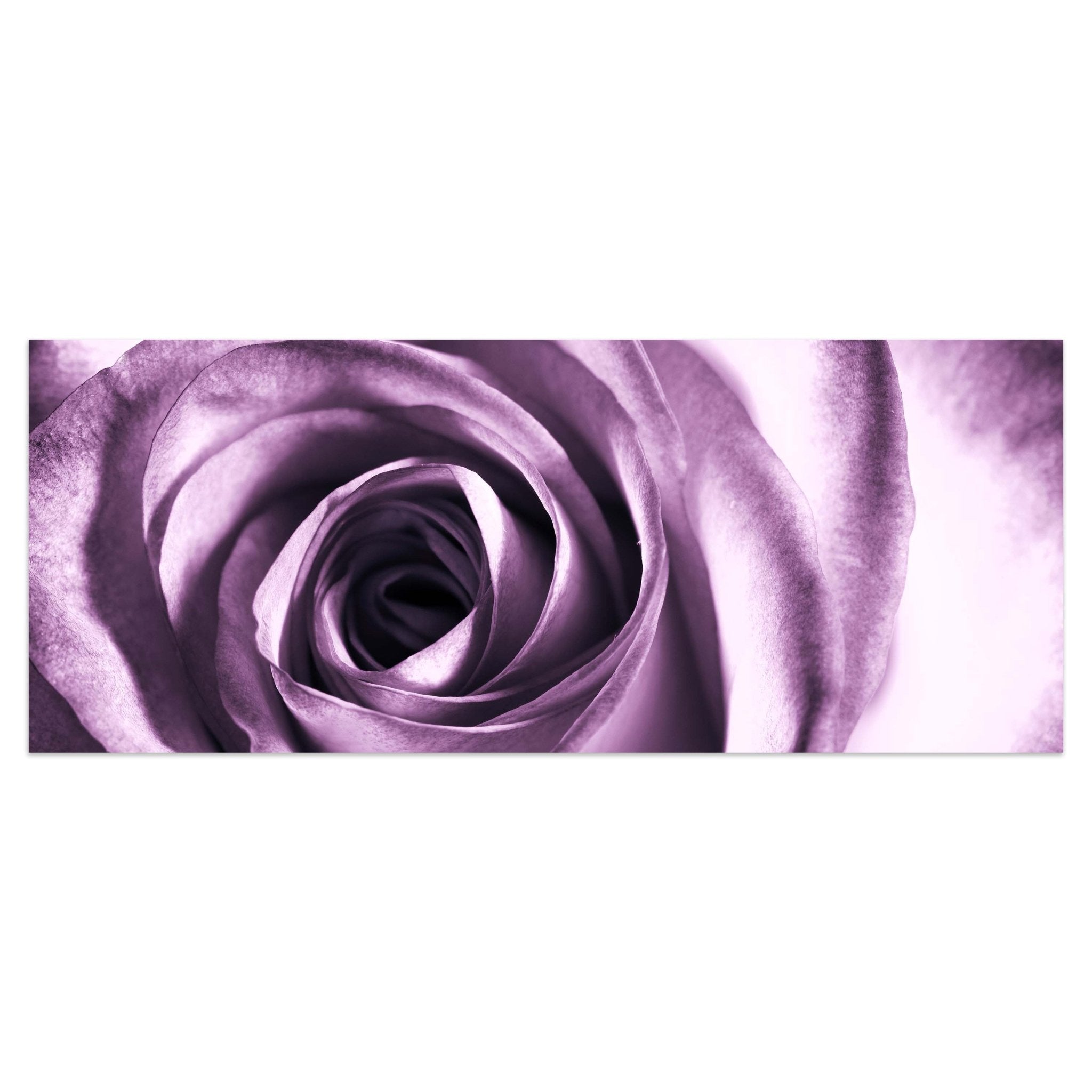 Leinwandbild violette Rose M0051 kaufen - Bild 1
