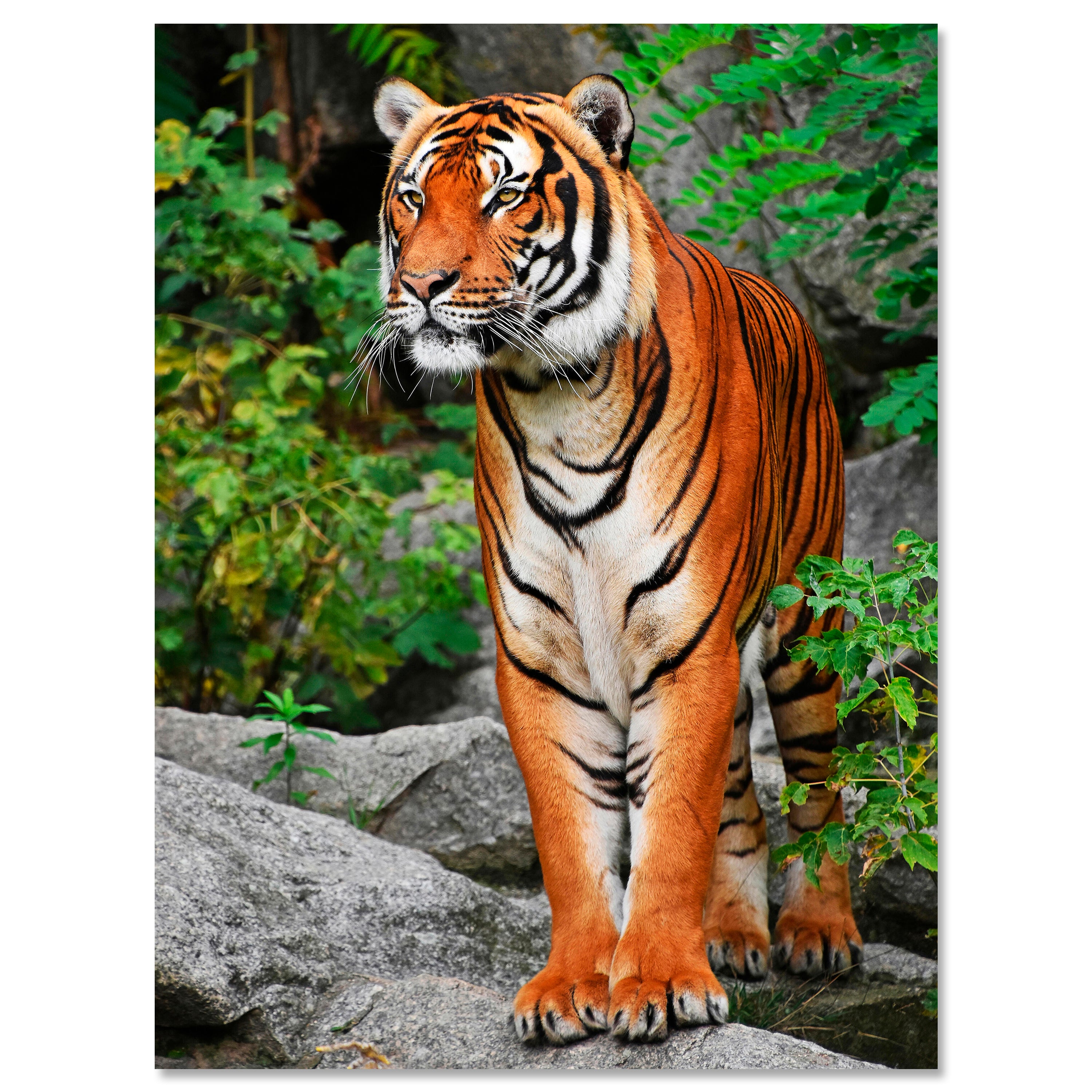 Leinwandbild Tiere, Hochformat, Tiger M0096 kaufen - Bild 1