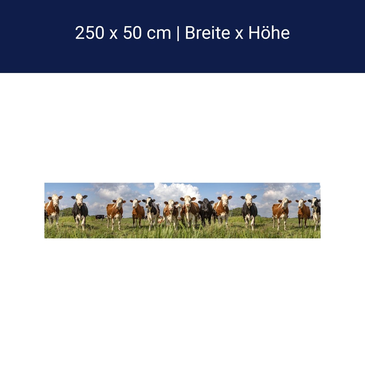 Panorama-Fototapete Kühe auf der Weide M0131