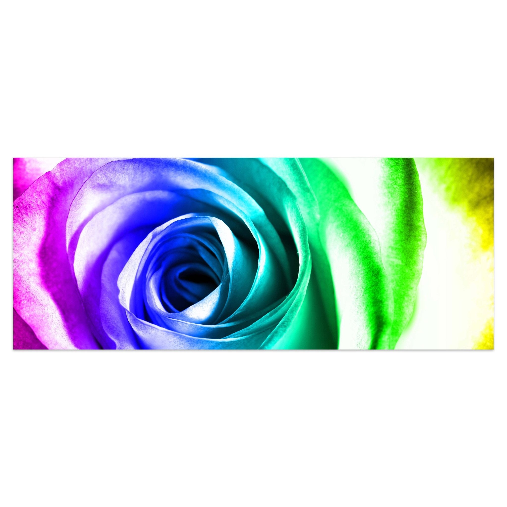 Leinwandbild Regenbogenrose Blüte M0230 kaufen - Bild 1