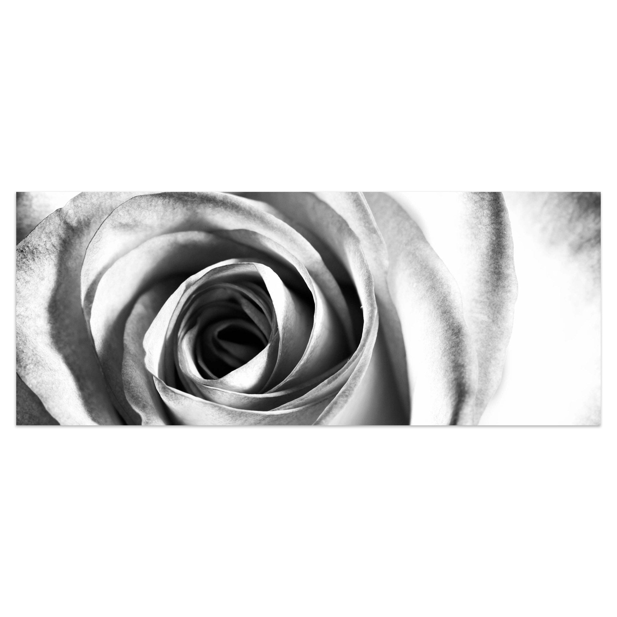 Leinwandbild weiße Rose Blüte M0233 kaufen - Bild 1