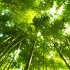 Türtapete Bambus Wald M0338