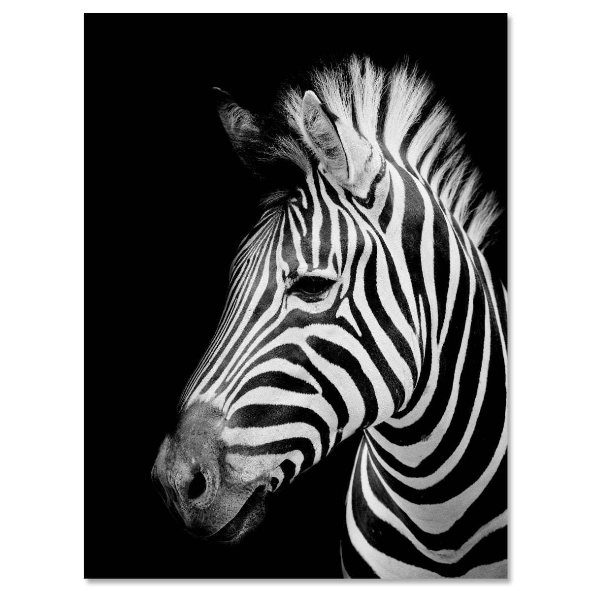 Leinwandbild Schwarz-Weiß, Zebra M0545 kaufen - Bild 1