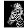 Leinwandbild Schwarz-Weiß, Zebra M0545