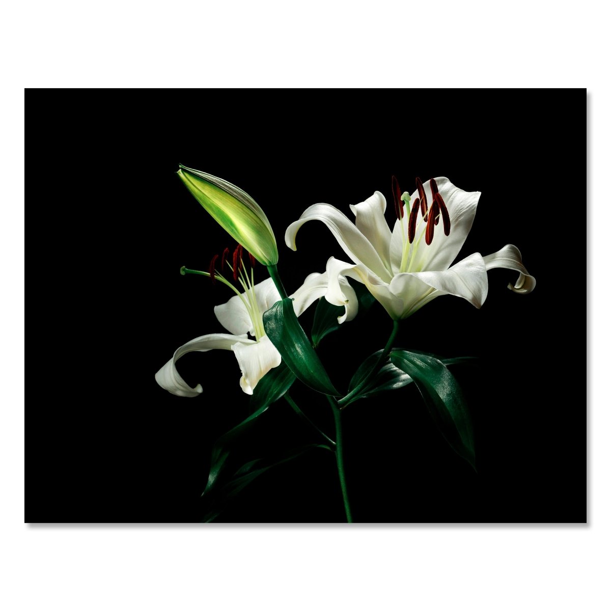 Leinwandbild Blumen, Orchidee M0549 kaufen - Bild 1