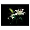 Leinwandbild Blumen, Orchidee M0549