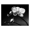 Impression sur toile fleurs noir et blanc M0550