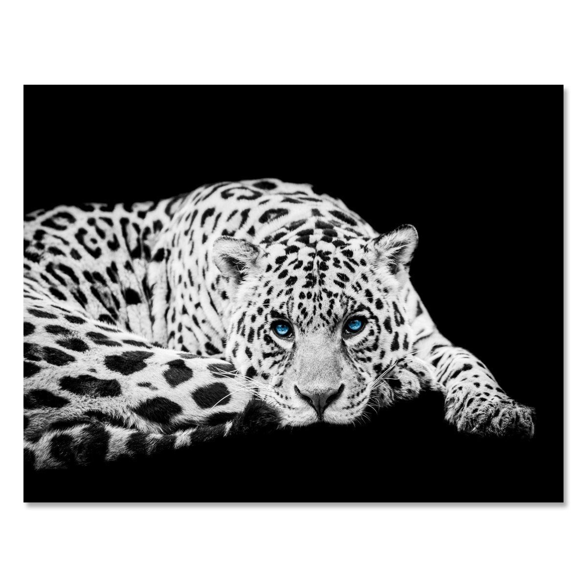 Leinwandbild Schwarz-Weiß, Leopard M0552 kaufen - Bild 1