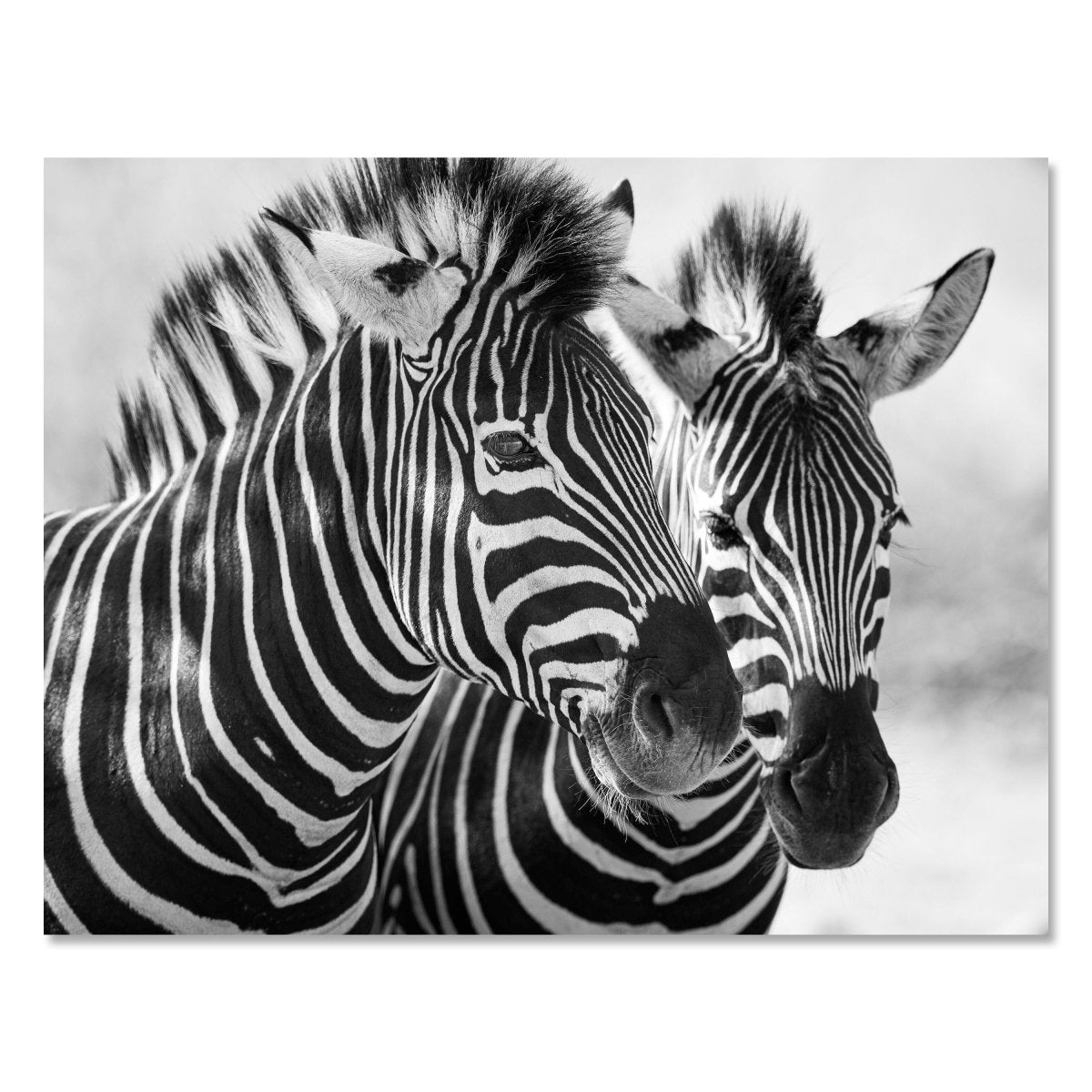 Leinwandbild Schwarz-Weiß, Zebra M0553 kaufen - Bild 1