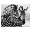 Leinwandbild Schwarz-Weiß, Zebra M0553