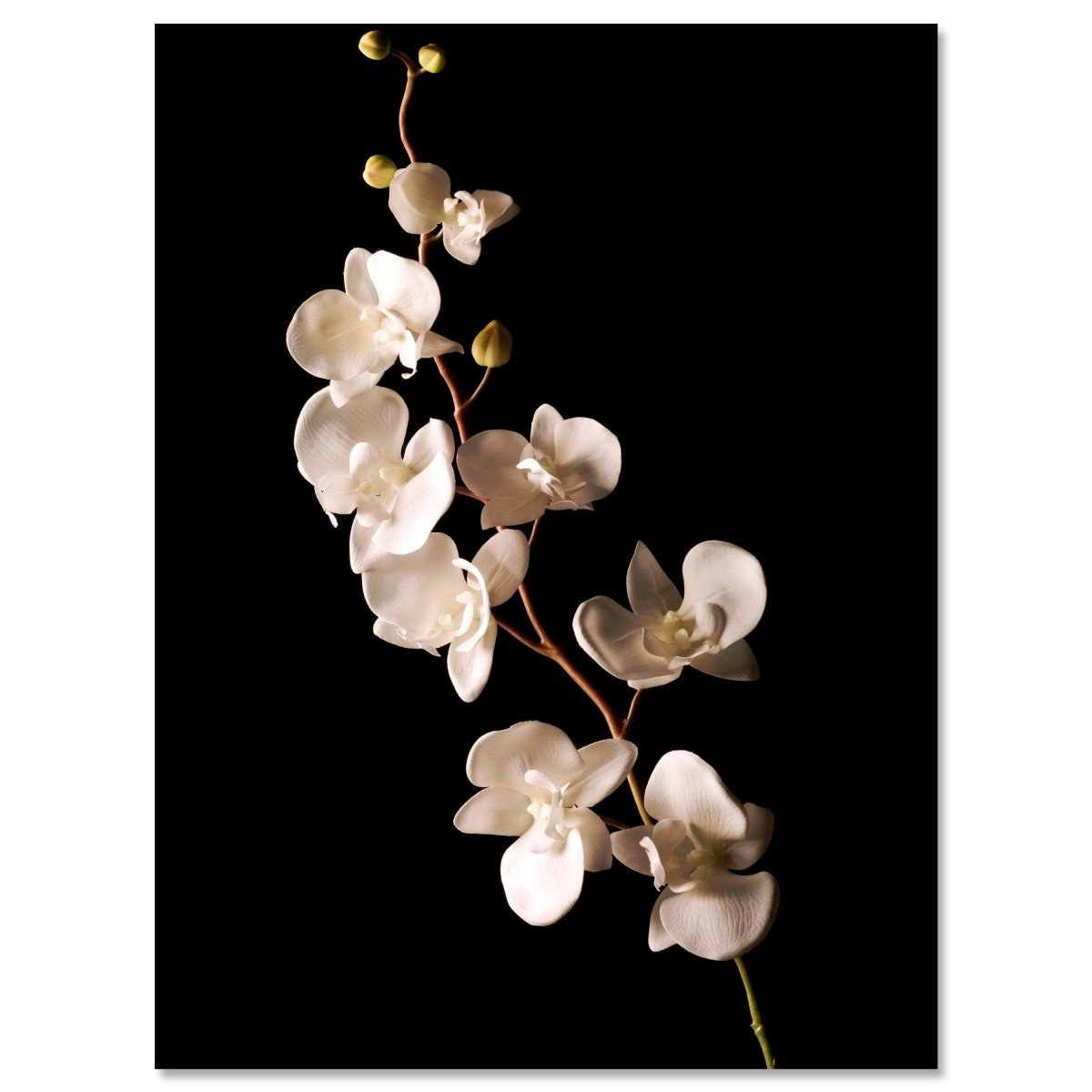 Leinwandbild Natur, Blumen, Orchidee M0554 kaufen - Bild 1
