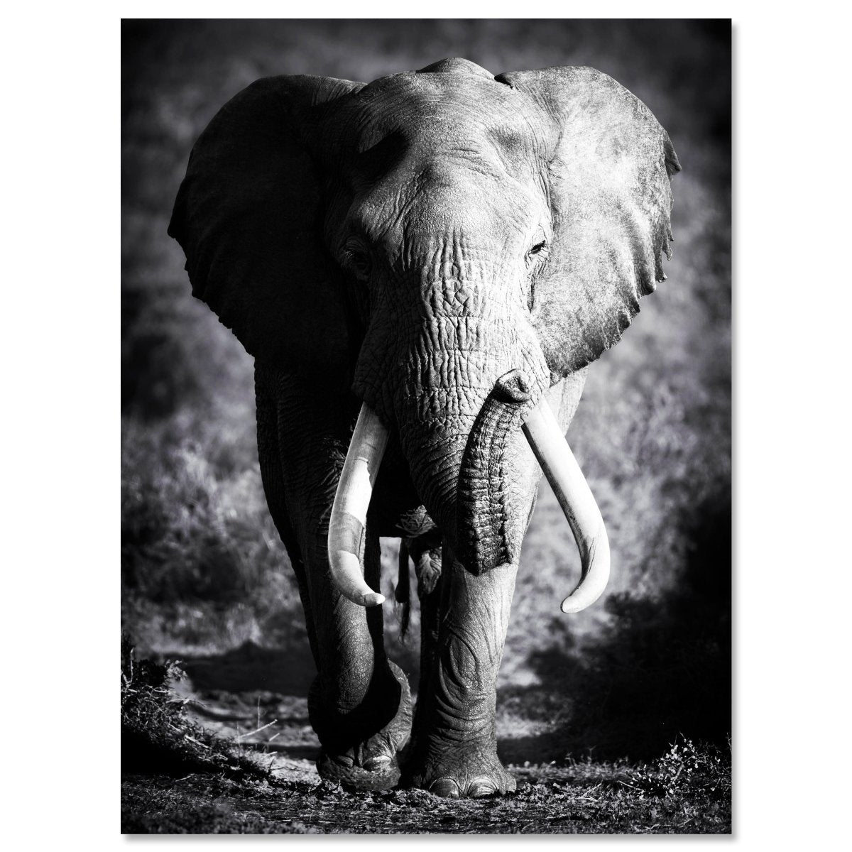 Leinwandbild Tiere, Elefant M0555 kaufen - Bild 1