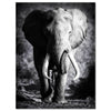 Tableau sur toile Animaux, Éléphant M0555