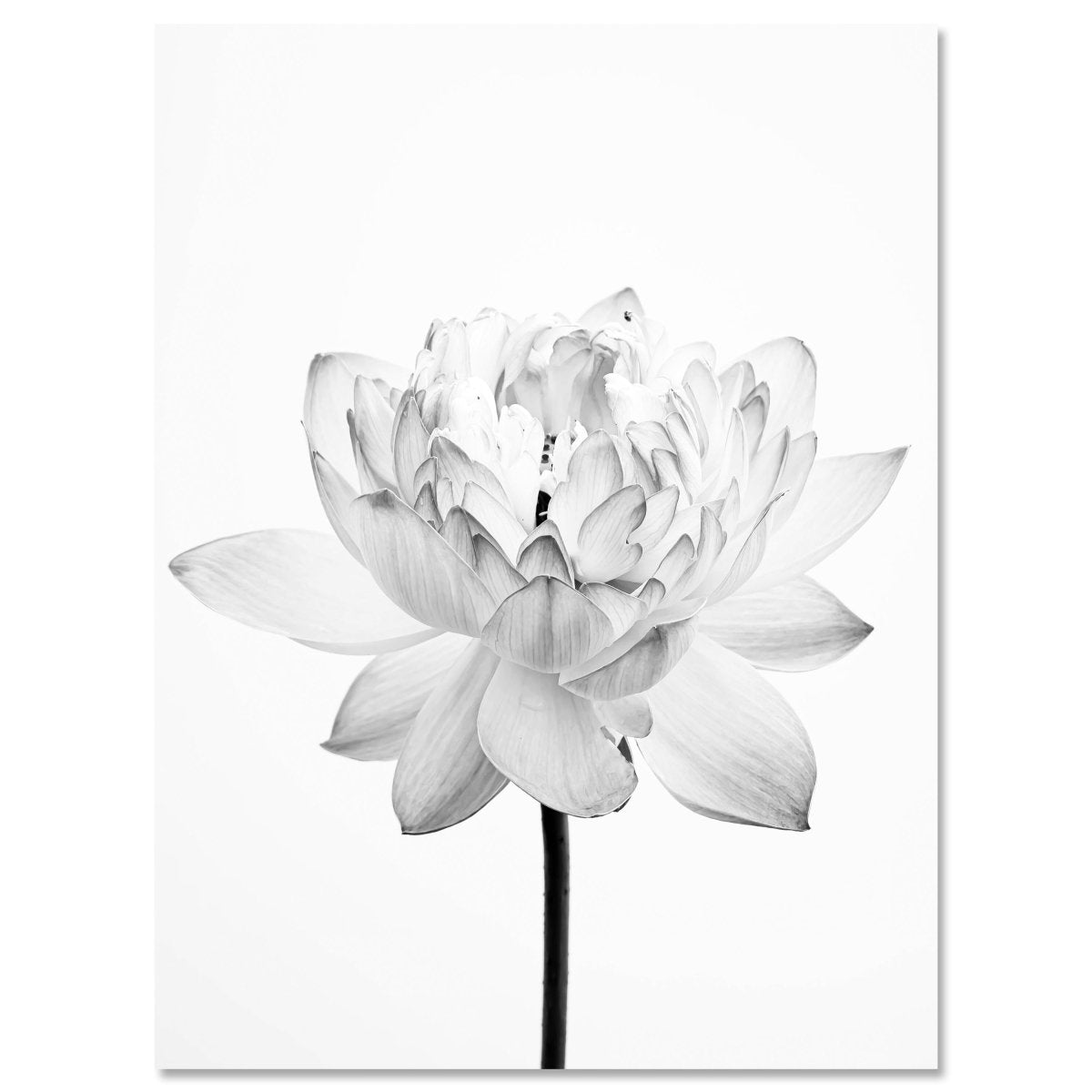 Leinwandbild Schwarz-Weiß, Blumen M0561 kaufen - Bild 1