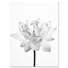 Impression sur toile fleurs noir et blanc M0561