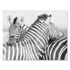 Leinwandbild Schwarz-Weiß, Zebra M0562