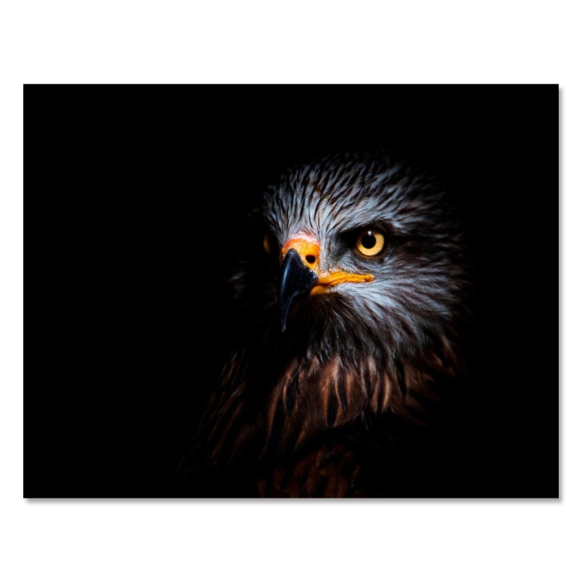 Leinwandbild Tiere, Adler M0569 kaufen - Bild 1
