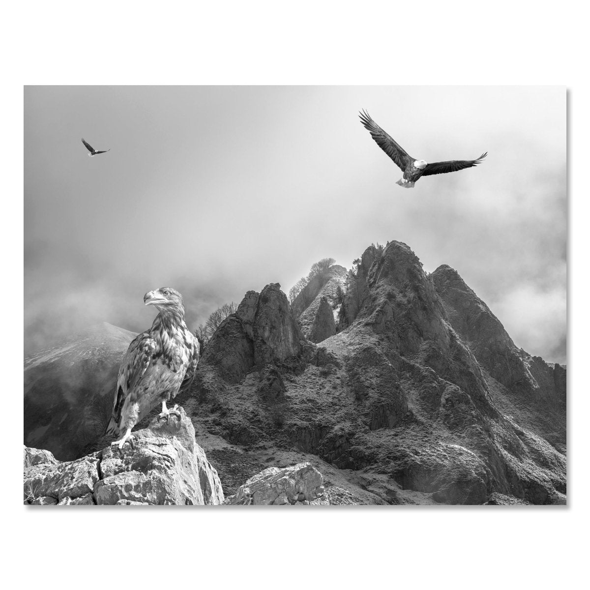 Leinwandbild Schwarz-Weiß, Adler, Landschaft M0572 kaufen - Bild 1