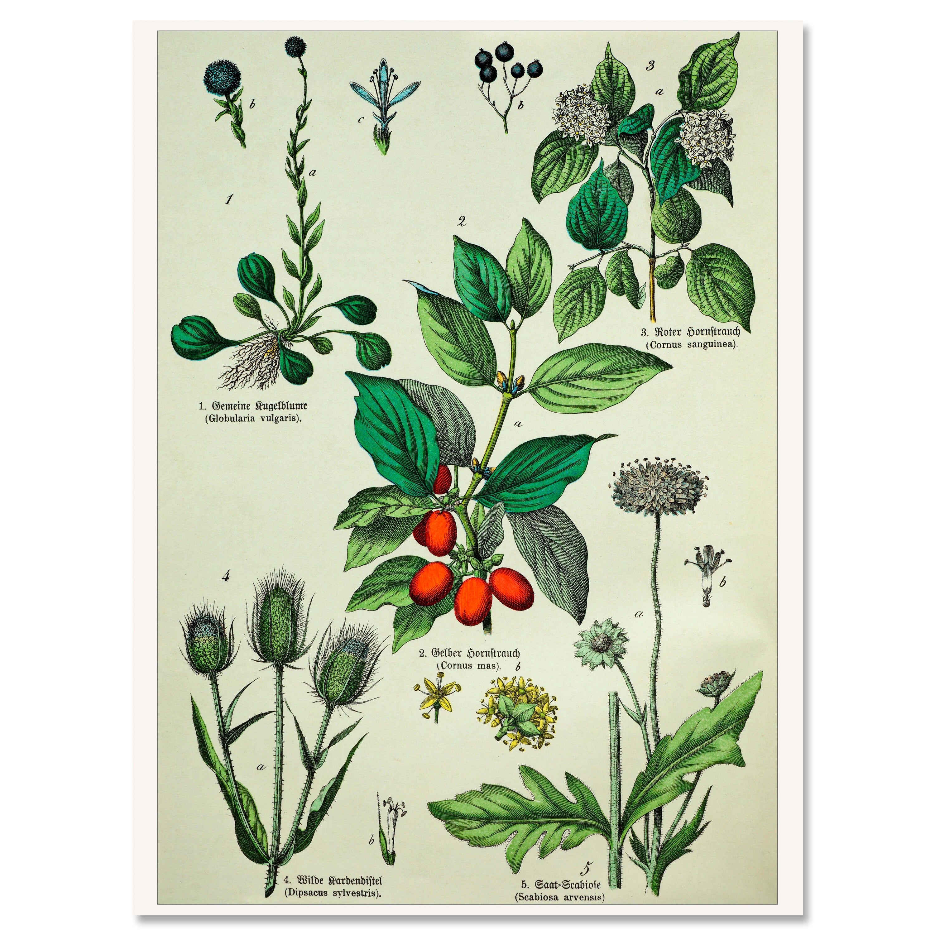 Leinwandbild Vintage, Pflanzen, Illustration, Hochformat M0681 kaufen - Bild 1